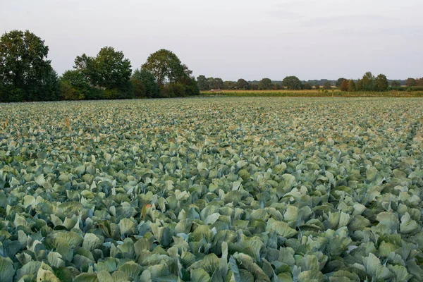 Cabbage field in the cabbage growing