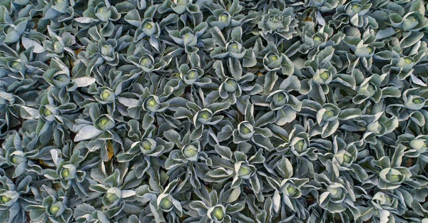 Cabbage field in the cabbage growing