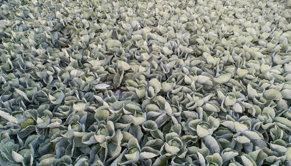 キャベツ栽培中のキャベツ畑 — ストック写真
