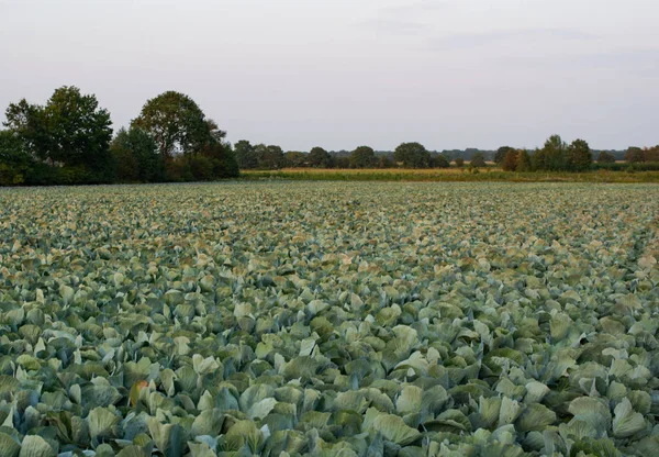 Cabbage field in the cabbage growing