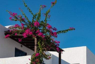 Yunanistan 'ın Kos Adası' ndaki Yunan Evlerinin Mimari Detayları