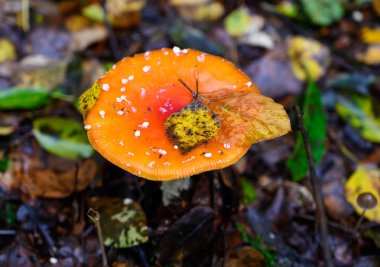 Amanita muscaria 'yı sonbahar zamanında doğada uçur.