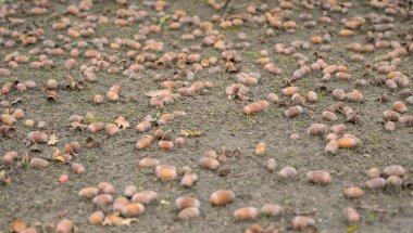 Arka plan olarak bir yığın üzerinde palamutlar