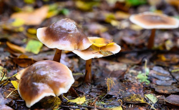 Svamparter Hösten Naturen — Stockfoto