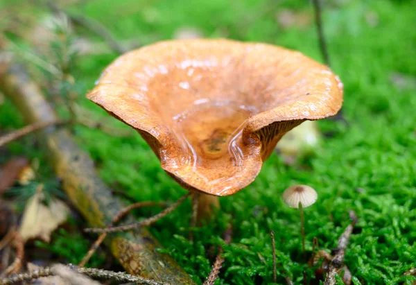 Mushroom Species Autumn Time Nature — Stock Photo, Image