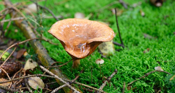 Paddenstoelensoorten Herfst Natuur — Stockfoto