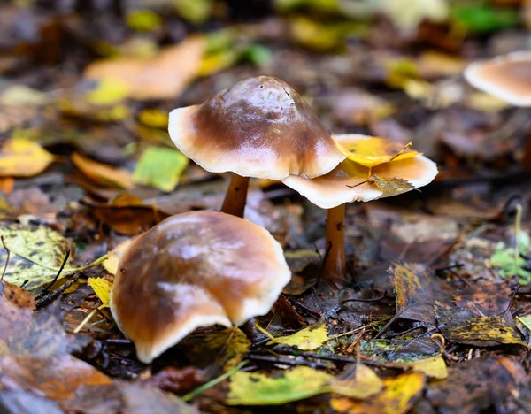 Mushroom species in autumn time in nature