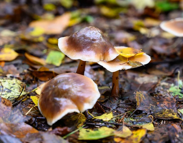 Espèces Champignons Automne Dans Nature — Photo