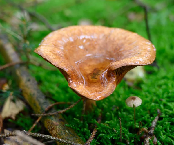 Mushroom Species Autumn Time Nature — Stock Photo, Image