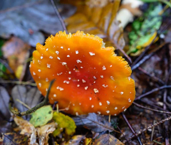 Voler Agaric Amanita Muscaria Automne Dans Nature — Photo