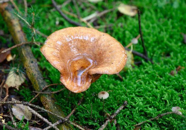 Mushroom species in autumn time in nature
