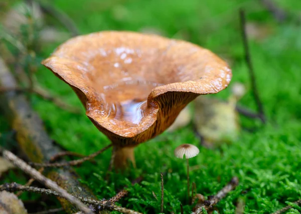 Espèces Champignons Automne Dans Nature — Photo