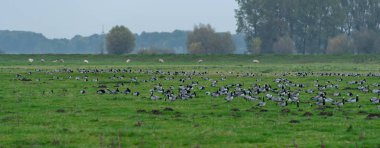 Güneye yürümeden önce otlayan kaya midyesi.
