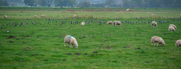 Barnacle Goose While Grazing Hike South — 스톡 사진