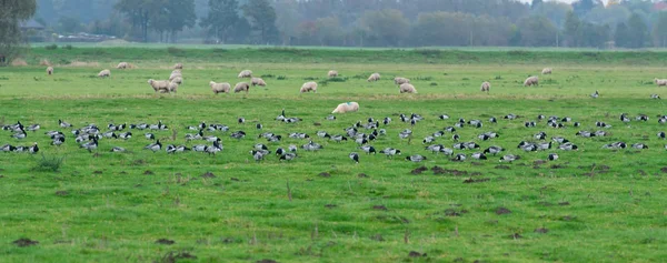 Barnacle Goose While Grazing Hike South — Stock Photo, Image