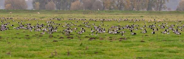 Barnacle Husa Při Pastvě Před Túrou Jih — Stock fotografie