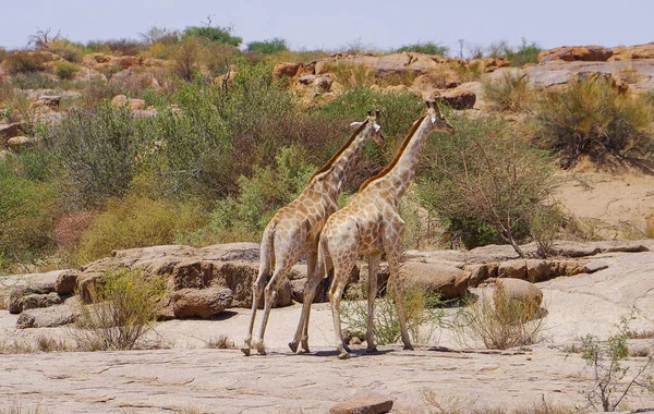 Жирафи Природному Заповіднику Національному Парку Пар — стокове фото