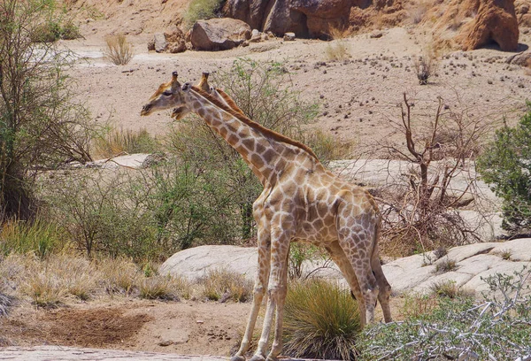 Jirafas Reserva Natural Del Parque Nacional Sudáfrica — Foto de Stock