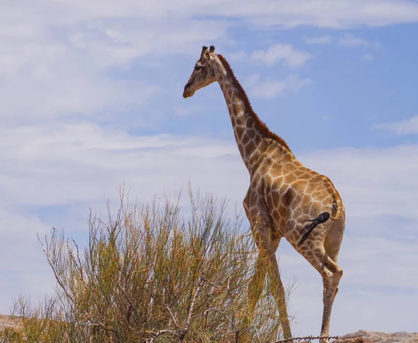 Žirafy Přírodní Rezervaci Národním Parku Jižní Afrika — Stock fotografie