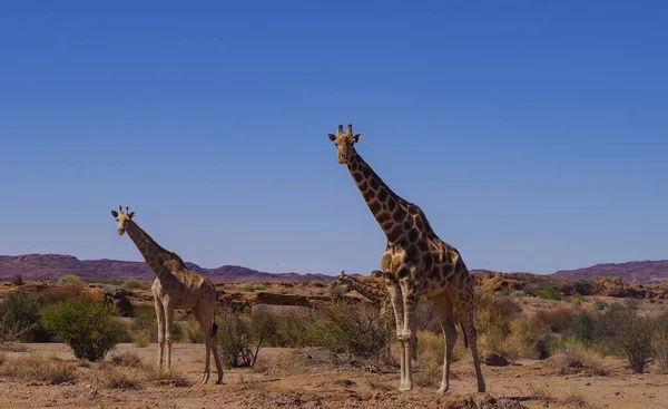 Girafes Dans Réserve Naturelle Parc National Afrique Sud — Photo