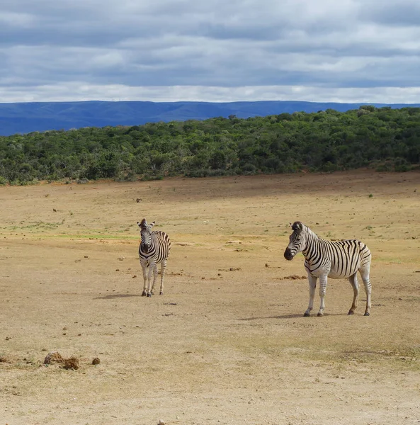 Zèbres Dans Réserve Naturelle Parc National Afrique Sud — Photo
