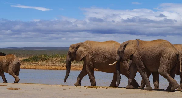 Elefanti Nella Riserva Naturale Del Parco Nazionale Del Sud Africa — Foto Stock