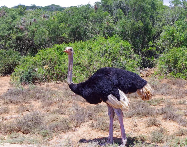 Strauß Naturschutzgebiet Nationalpark Südafrika — Stockfoto