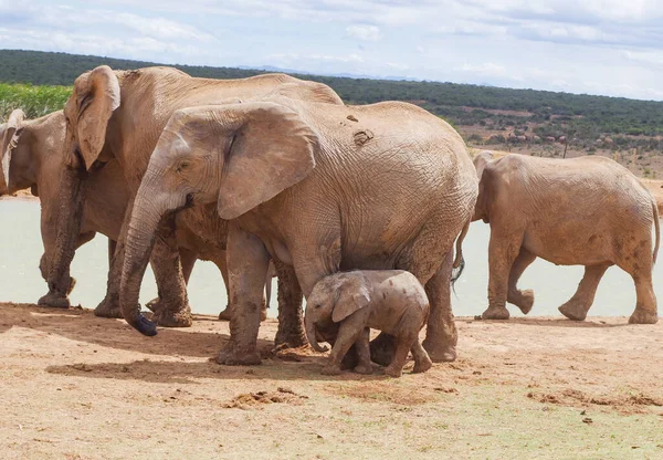 Elefantes Reserva Natural Parque Nacional África Sul — Fotografia de Stock