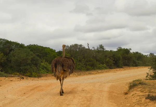 Ostrich Στο Φυσικό Καταφύγιο Στο Εθνικό Πάρκο Νότιας Αφρικής — Φωτογραφία Αρχείου