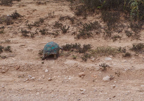 Tartaruga Leopardata Nella Riserva Naturale Del Parco Nazionale Del Sud — Foto Stock