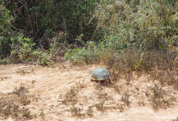 Luipaardschildpad Het Natuurreservaat Het Nationaal Park Zuid Afrika — Stockfoto