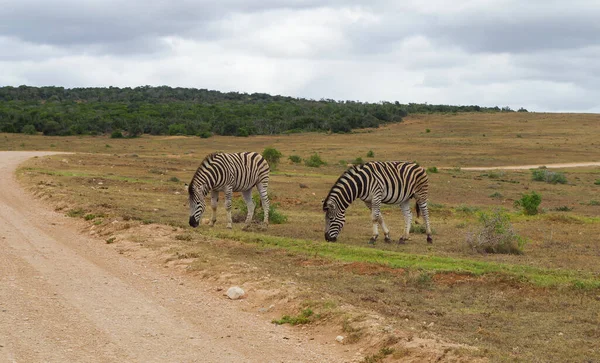 Cebras Reserva Natural Parque Nacional Sudáfrica — Foto de Stock