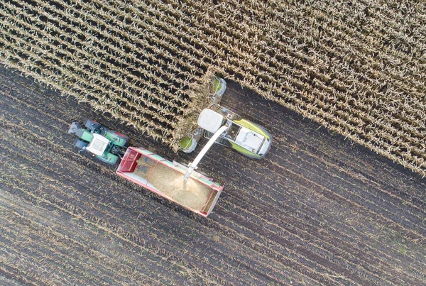 トウモロコシの収穫 行動中のトウモロコシの飼料収穫業者 トラクター付きの収穫トラック — ストック写真