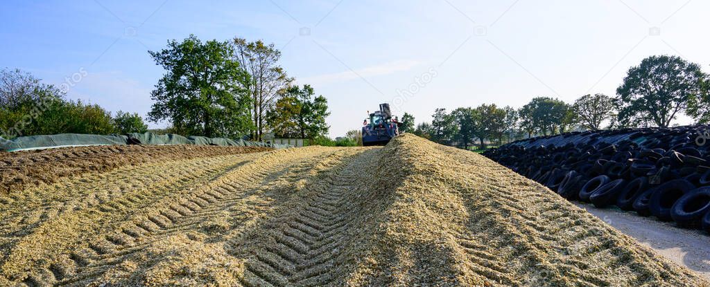Corn crop, corn silage pile with tractor stuck