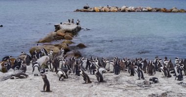 Güney Afrika 'nın Simons kasabasındaki Boulders Sahili' nde penguenler