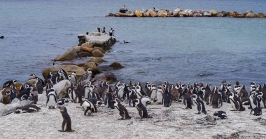 Penguins at Boulders Beach in Simons Town South Africa clipart