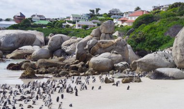 Güney Afrika 'nın Simons kasabasındaki Boulders Sahili' nde penguenler
