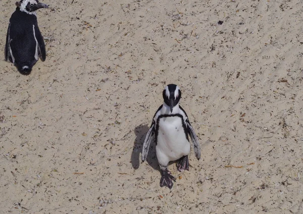 Pingüinos Boulders Beach Simons Town Sudáfrica — Foto de Stock