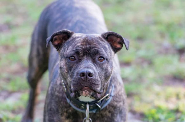 Staffordshire Bull Terrier Egy Nagyon Népszerű Családi Kutya Ismert Mint — Stock Fotó