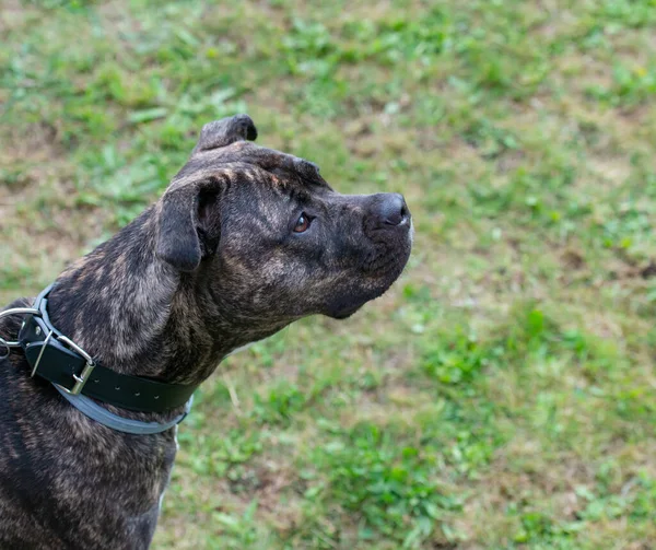 스태퍼드셔 불테리어 Staffordshire Bull Terrier 베이비 도알려져 가정용 개이다 — 스톡 사진