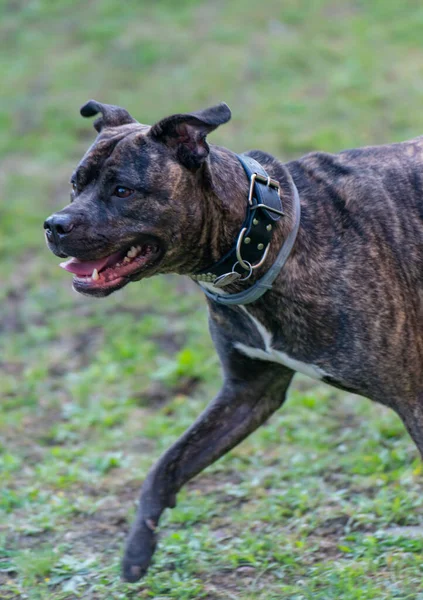 Staffordshire Bull Terrier Perro Familia Muy Popular También Conocido Como —  Fotos de Stock