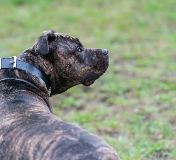 Staffordshire Bull Terrier Egy Nagyon Népszerű Családi Kutya Ismert Mint — Stock Fotó