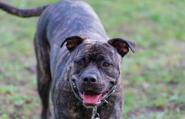 Staffordshire Bull Terrier Very Popular Family Dog Also Known Babysitter — Stock Photo, Image