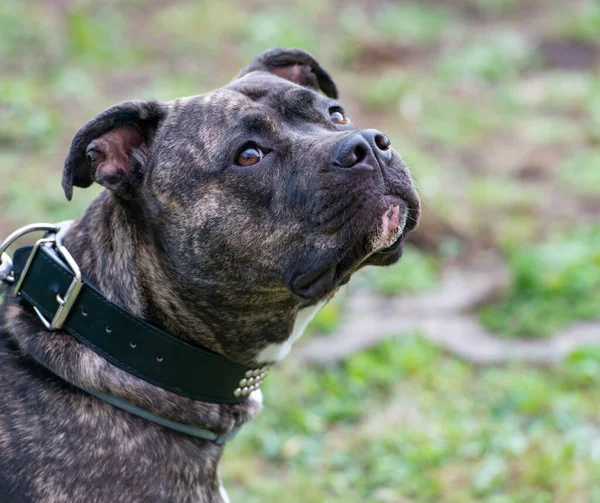 Staffordshire Bull Terrier Cane Famiglia Molto Popolare Noto Anche Come — Foto Stock