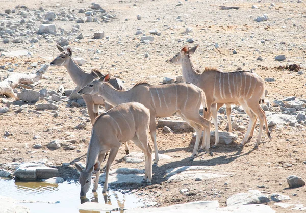 Kudu Dans Parc National Etosha Namibie Afrique Sud — Photo