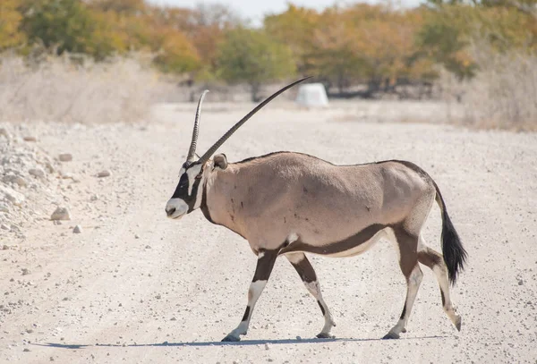 Antilope Oryx Dans Parc National Etosha Namibie Afrique Sud — Photo