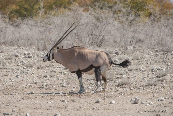 南非埃托沙国家公园里的羚羊 — 图库照片