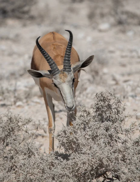 Kalahari Springbok Parque Nacional Etosha Namíbia África Sul — Fotografia de Stock