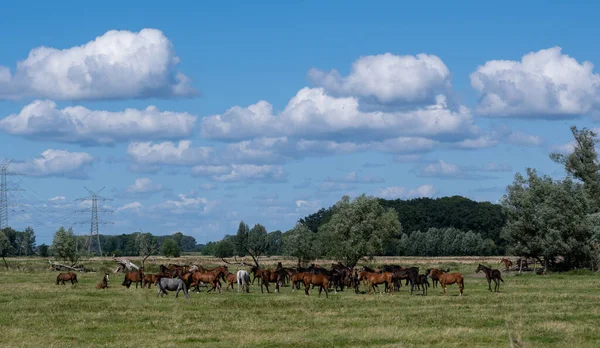 牧草地を歩く馬の群れ — ストック写真