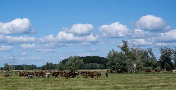 牧草地を歩く馬の群れ — ストック写真